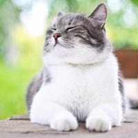 Товары для здоровья и красоты кошек